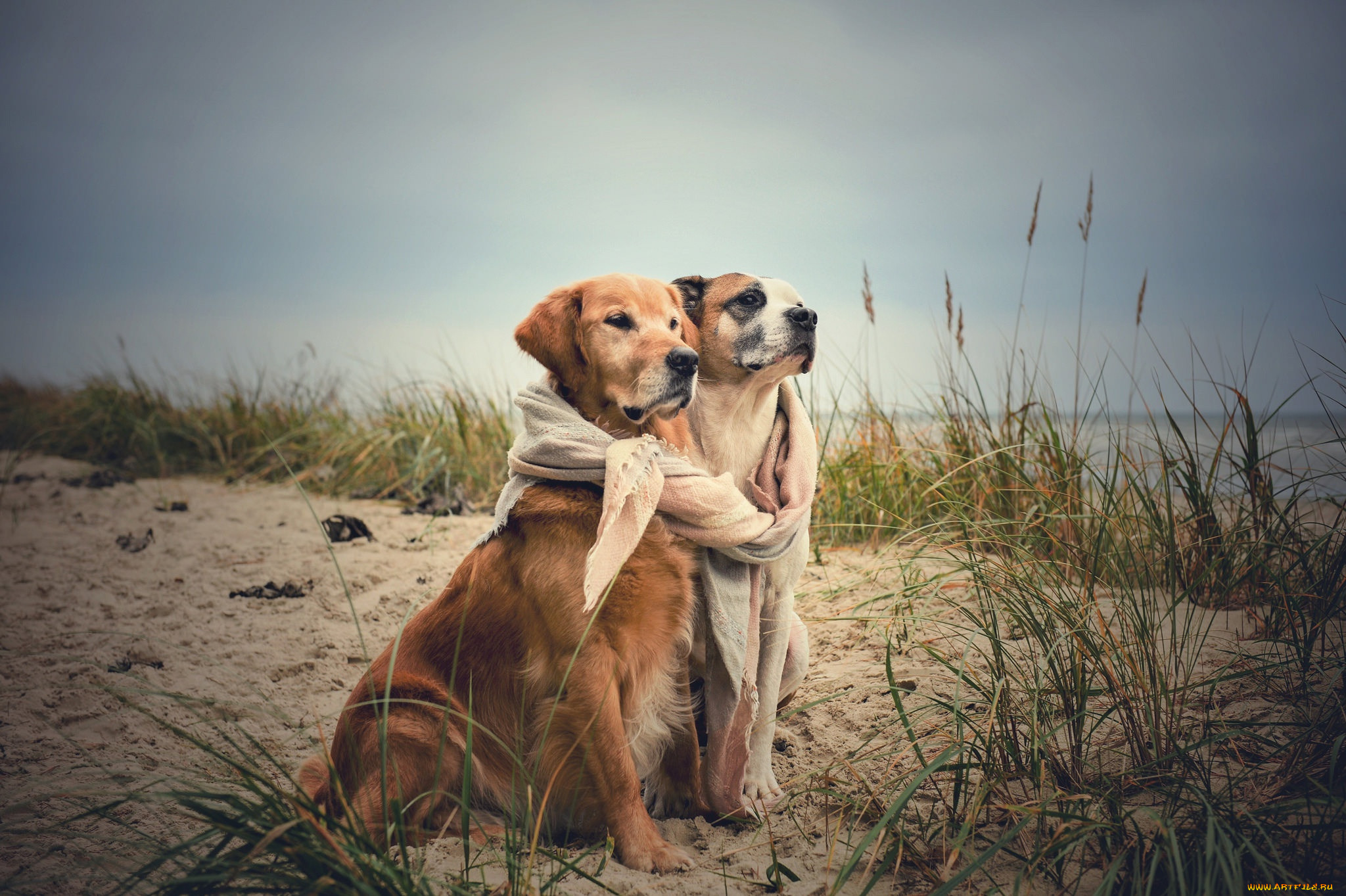 Встречаются две собаки. Две собаки. Собачки обнимаются. Две собаки на море. Собака сидит.